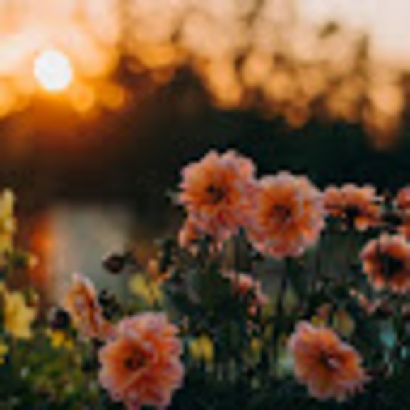 campbell_12777